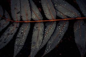 Umelecká fotografie Leaf of Staghorn sumac, close-up, Westend61, (40 x 26.7 cm)
