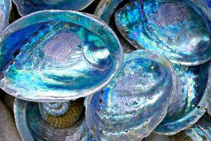 Umelecká fotografie Close-up of some Paula shells also called Abalone, LazingBee, (40 x 26.7 cm)