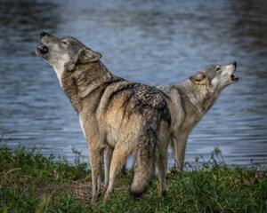 Umelecká fotografie Beautiful Wolf Growling and Howling, Laura Hedien, (40 x 30 cm)