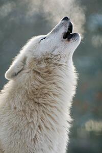 Umelecká fotografie Arctic wolf howling, Raimund Linke, (26.7 x 40 cm)