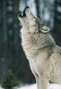 Umelecká fotografie The Gray wolf, Canis lupus,, Gerald Corsi, (26.7 x 40 cm)