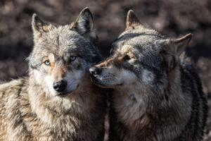 Umelecká fotografie Two grey wolf in love, AB Photography, (40 x 26.7 cm)