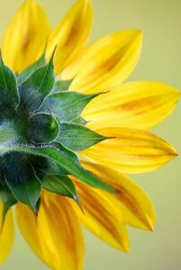 Umelecká fotografie Sunflower, dgphotography, (26.7 x 40 cm)