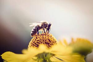 Umelecká fotografie Honeybee collecting pollen from a flower, mrs, (40 x 26.7 cm)