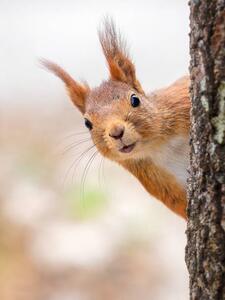 Umelecká fotografie Close-up of squirrel on tree trunk,Tumba,Botkyrka,Sweden, mange6699 / 500px, (30 x 40 cm)