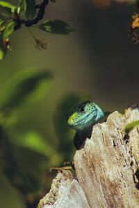 Umelecká fotografie European green lizard (Lacerta viridis), Marko Petkovic Visual, (26.7 x 40 cm)