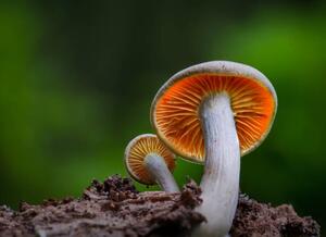Fotografia Close-up of mushroom growing on field,Silkeborg,Denmark, Karim Qubadi / 500px, (40 x 30 cm)