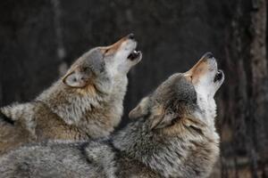 Umelecká fotografie Howling wolves, Bjarne Henning Kvaale, (40 x 26.7 cm)