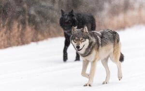 Umelecká fotografie Wild Wolves, canis lupus, in the Canadian Rockies, Colleen Gara, (40 x 26.7 cm)
