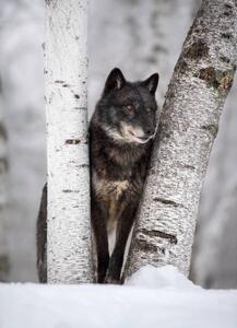 Umelecká fotografie Wolf in the USA, Kathleen Reeder Wildlife Photography, (30 x 40 cm)
