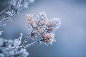 Umelecká fotografie Autumn - frosty pine needles, Baac3nes, (40 x 26.7 cm)