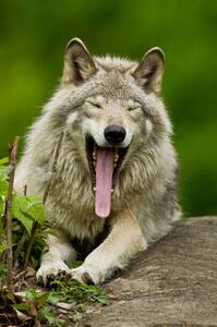 Fotografia Portrait of gray wolf yawning, Parc, Maxime Riendeau, (26.7 x 40 cm)