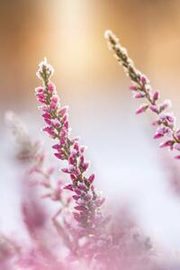 Fotografia Winter background with frosted heather flowers, Eerik, (26.7 x 40 cm)