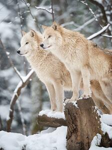 Umelecká fotografie Arctic Wolves Pack in Wildlife, Winter Forest, 4FR, (30 x 40 cm)