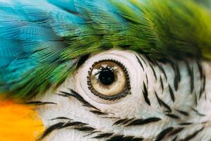 Umelecká fotografie Eye Of Blue-and-yellow Macaw Also Known, bruev, (40 x 26.7 cm)