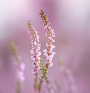 Umelecká fotografie Close-up of pink flowering plant, bunthem / 500px, (40 x 40 cm)
