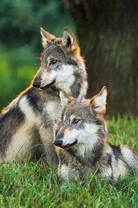 Fotografia Two Gray Wolves (Canis lupus) Indiana, USA, Alex Hibbert, (26.7 x 40 cm)