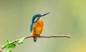 Umelecká fotografie kingfisher, Yaorusheng, (40 x 24.6 cm)