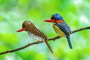 Umelecká fotografie Beautiful couple of Banded Kingfisher birds, boonchai wedmakawand, (40 x 26.7 cm)