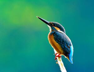 Fotografia Common kingfisher a beautiful blue, PrinPrince, (40 x 30 cm)