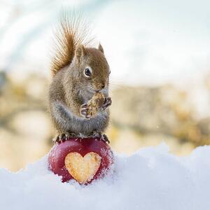 Umelecká fotografie squirrel love, Nancy Rose, (40 x 40 cm)