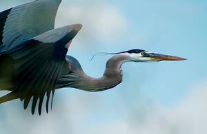 Umelecká fotografie Blue Heron Flight, niknikon, (40 x 26.7 cm)