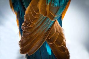 Umelecká fotografie Kingfisher Wing Detail Background Structure Feather, wWeiss Lichtspiele, (40 x 26.7 cm)