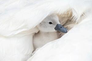 Fotografia Close-up image of a cute, white,, Jacky Parker Photography, (40 x 26.7 cm)