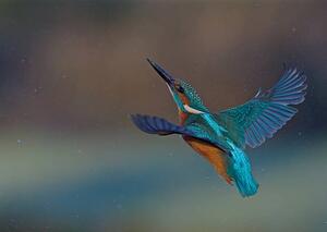 Umelecká fotografie Kingfisher, mark hughes, (40 x 30 cm)