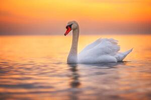 Umelecká fotografie White swan in the sea water,sunrise shot, valio84sl, (40 x 26.7 cm)