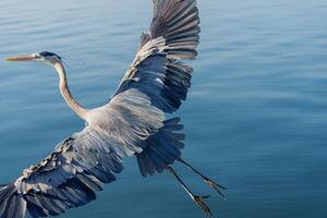 Umelecká fotografie Great Blue Heron, Michael H Spivak, (40 x 26.7 cm)