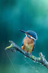 Umelecká fotografie Close-up kingfisher, Federico Ranalli, (26.7 x 40 cm)