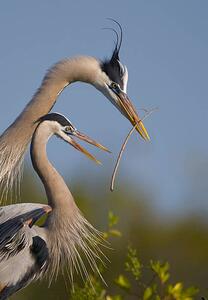 Umelecká fotografie Great Blue Heron mating ritual, Canon_Bob, (26.7 x 40 cm)