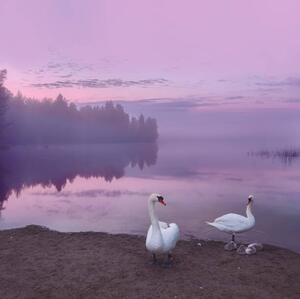 Fotografia Mute swans with cygnets, Milamai, (40 x 40 cm)