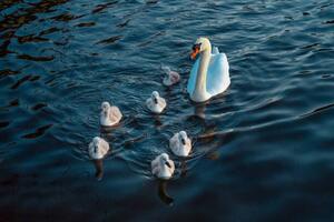 Umelecká fotografie Urban Mute Swan newly hatched family, CHUNYIP WONG, (40 x 26.7 cm)