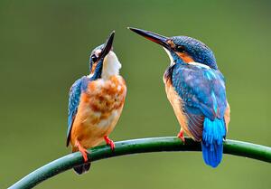 Umelecká fotografie The lovely pair of Common Kingfisher, PrinPrince, (40 x 26.7 cm)