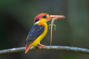 Umelecká fotografie Close-up of kingfisher perching on branch,Tambon, BP Chua / 500px, (40 x 26.7 cm)