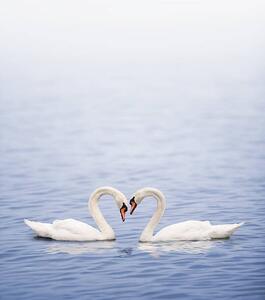 Umelecká fotografie Swans on a lake happily in love, Grafissimo, (35 x 40 cm)