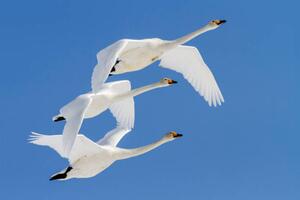 Umelecká fotografie Whooper swans flying in blue sky, Jeremy Woodhouse, (40 x 26.7 cm)