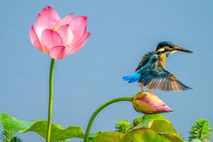 Umelecká fotografie The kingfisher,China, 13708458888 / 500px, (40 x 26.7 cm)
