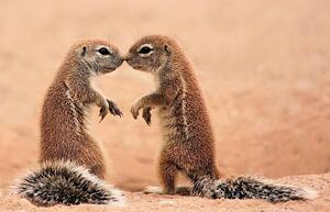 Umelecká fotografie Kissing ground Squirrels, AdelevSchalkwyk, (40 x 26.7 cm)