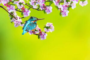 Fotografia A bird in a wonderful nature, serkanmutan, (40 x 26.7 cm)
