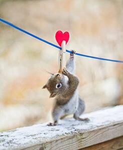 Umelecká fotografie Squirrel twisting to lick peanut, Nancy Rose, (35 x 40 cm)