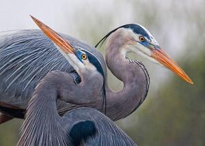 Umelecká fotografie Blue Herons, Mirenchu A Fernandez, (40 x 30 cm)