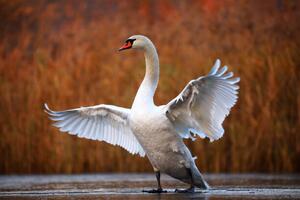 Umelecká fotografie Swan on ice, Antagain, (40 x 26.7 cm)