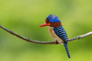 Umelecká fotografie Banded Kingfisher perching on a branch,, BirdHunter591, (40 x 26.7 cm)