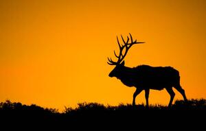 Umelecká fotografie A large bull elk in silhouette, jared lloyd, (40 x 24.6 cm)