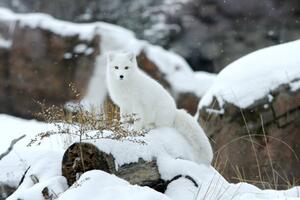 Umelecká fotografie Arctic fox in snow, Jason Paige, (40 x 26.7 cm)