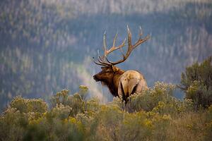 Umelecká fotografie Huge Bull Elk in a Scenic Backdrop, BirdofPrey, (40 x 26.7 cm)