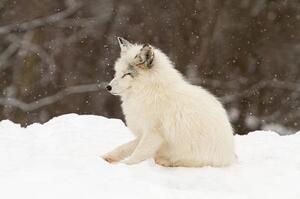 Umelecká fotografie Arctic fox-eyes closed, Adria  Photography, (40 x 26.7 cm)